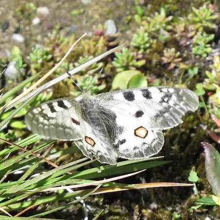 Appartement Plattner Inklusive Sommercard Jerzens