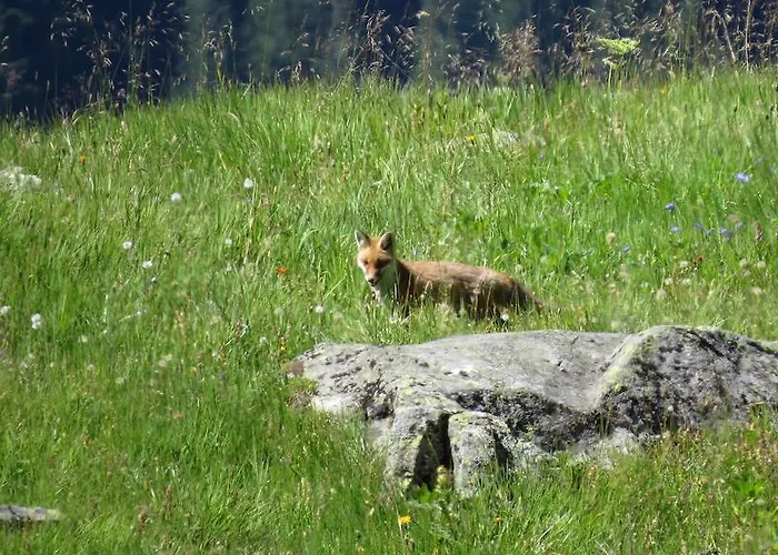 Plattner Inklusive Sommercard