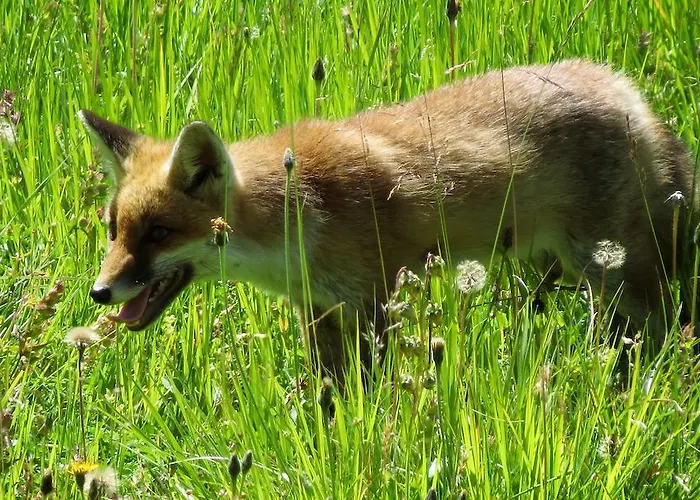 Plattner Inklusive Sommercard Jerzens