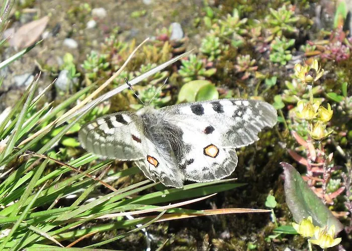 Apartamento Plattner Inklusive Sommercard Jerzens