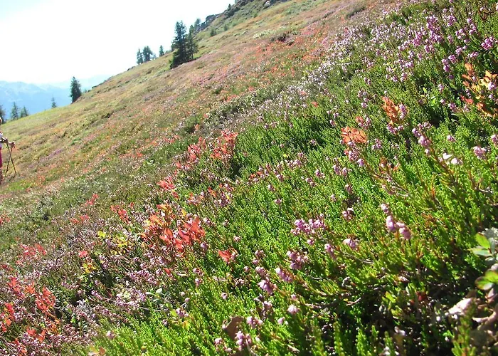 Apartamento Plattner Inklusive Sommercard *