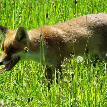 Plattner Inklusive Sommercard יארצנס