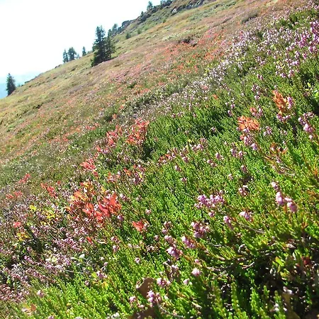 דירה Plattner Inklusive Sommercard *